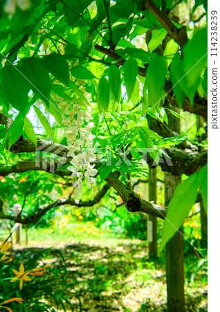 Beautiful white wisteria Beautiful white wisteria 114238239