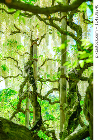 Beautiful white wisteria 114238240