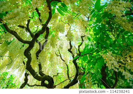 Beautiful white wisteria Beautiful white wisteria 114238241