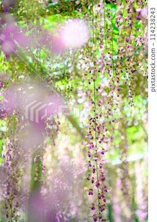 wisteria flowers in full bloom wisteria flowers in full bloom 114238243