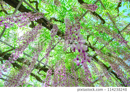 wisteria flowers in full bloom wisteria flowers in full bloom 114238248