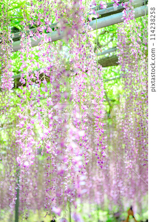 wisteria flowers in full bloom 114238258