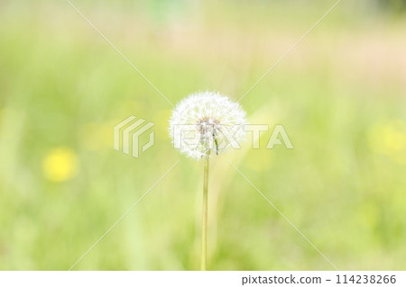 蒲公英種子、棉帽、絨毛、棉帽 蒲公英種子、棉帽、絨毛、棉帽 114238266