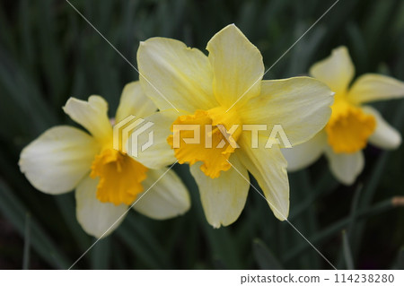Narcissus ++ · + * Narcissus * + · ++ Narcissus ++ · + * Narcissus * + · ++ 114238280