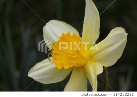 Narcissus ++ · + * Narcissus * + · ++ Narcissus ++ · + * Narcissus * + · ++ 114238281