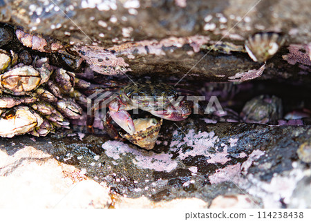 A crab eating shellfish in a crevice in a coastal rock 114238438