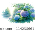 Hydrangea painted in watercolor 114238661