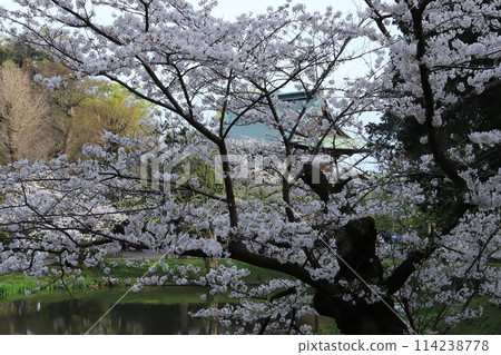 金澤文庫石梅寺花園的櫻花 114238778