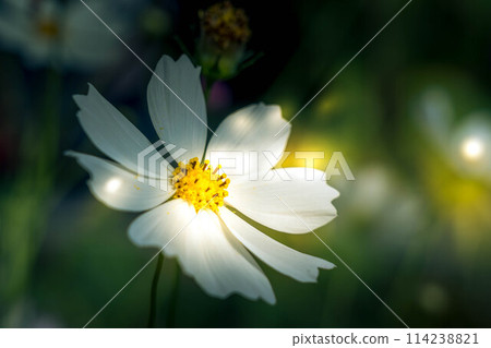 Autumn Light and Shadow ~White Autumn Cherry Blossoms~ Autumn Light and Shadow ~White Autumn Cherry Blossoms~ 114238821