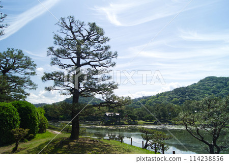 花園裡的松樹映襯著藍天 花園裡的松樹映襯著藍天 114238856