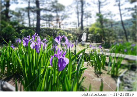 Purple iris flowers bloom in the garden 114238859