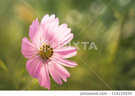 Morning Sparkle ~Pink Cosmos~ Morning Sparkle ~Pink Cosmos~ 114238950
