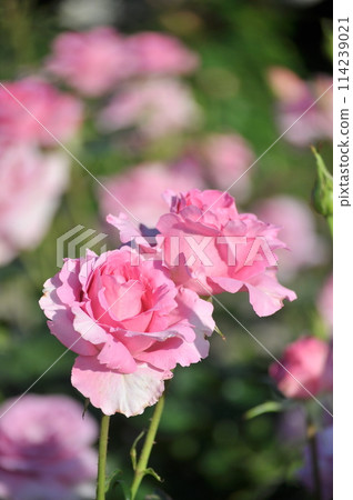 玫瑰園裡盛開著粉紅色的玫瑰花 114239021