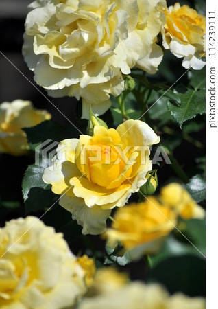 Yellow rose Yellow rose 114239111