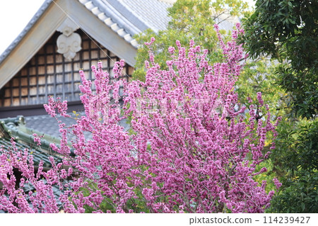 Cercis chinensis blooming 114239427