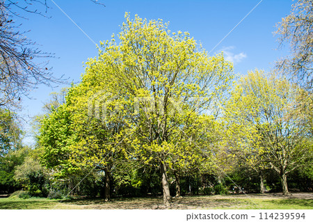 倫敦西部拉文斯科特公園，晴朗的天空和明亮的陽光下，一棵大樹上有鮮綠的葉子 114239594