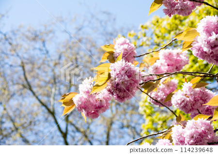 倫敦西部拉文斯科特公園，牡丹櫻花在明亮的陽光下盛開 114239648
