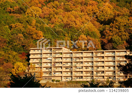 秋葉山腳下夕陽照耀的公寓 114239805