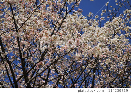 Cherry blossoms in full bloom in central Tokyo 114239819