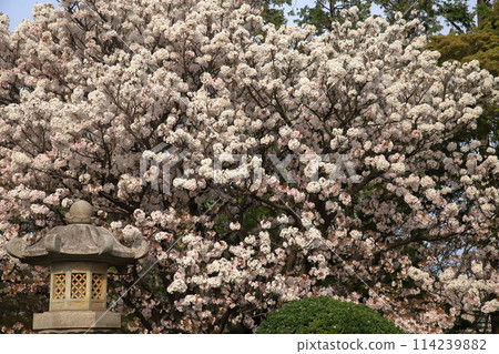 Kanazawa Hakkei Ryoke-ji Temple's royal cherry blossoms Kanazawa Hakkei Ryoke-ji Temple's royal cherry blossoms 114239882