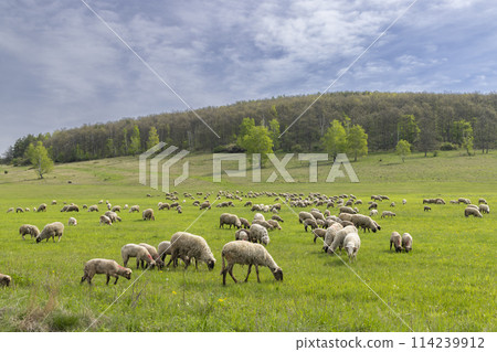 Sheep herd in Stiavnicke vrchy on Krupinska planina, Slovakia 114239912