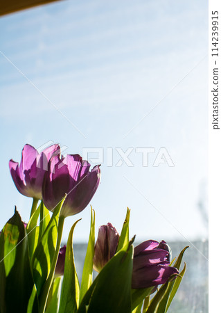 Purple tulips basking in the morning sun on a spring morning, displayed by a window 114239915