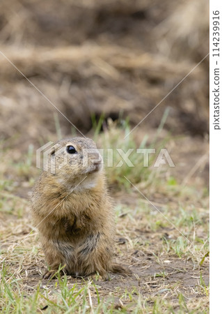 Ground squirrel colony (Syslovisko Biele vody), National park Muranska Planina, Slovakia 114239916