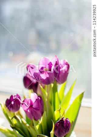 沐浴在窗邊裝飾的晨光中的紫色鬱金香，春天的早晨 114239925