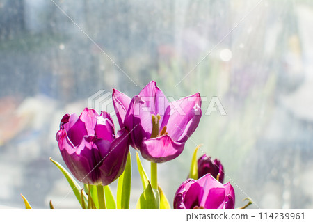 Purple tulips basking in the morning sun on a spring morning, displayed by a window Purple tulips basking in the morning sun on a spring morning, displayed by a window 114239961
