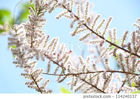Tamarisk (Miyanagi) Tamarisk (Miyanagi) 114240137