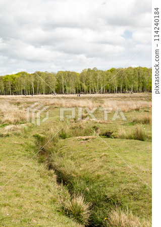 Trees and a water ditch line a spacious park under blue skies and clouds in Richmond Park, a suburb of London 114240184