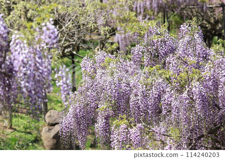 Fuji flowers in Yokosuka Iris Garden Fuji flowers in Yokosuka Iris Garden 114240203