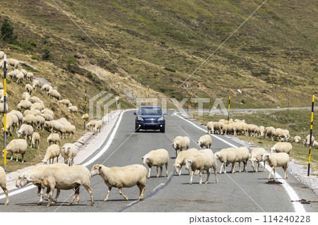 Sheep in typical  landscape near Portillo de Eraize and Col de la Pierre St Martin, Spanish French border in the Pyrenees, Spain 114240228