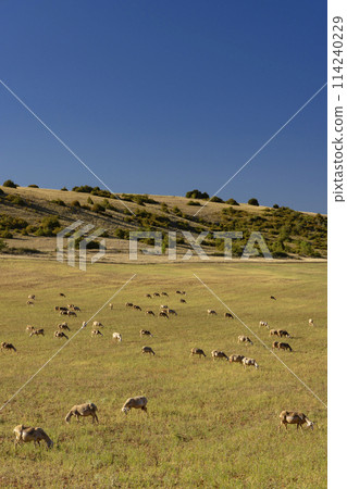 Herd of sheep near Millau, Occitanie, Departement Aveyron, France Herd of sheep near Millau, Occitanie, Departement Aveyron, France 114240229