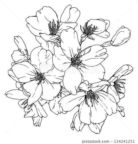 Realistic cherry blossoms alone 1 114241251