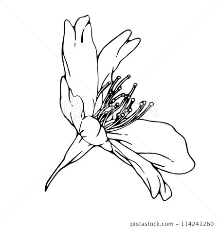 Realistic cherry blossoms 5 Realistic cherry blossoms 5 114241260
