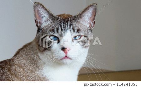 直視藍眼睛的暹羅混血貓 114241353