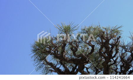 黑松枝和松針有力地延伸到天空，日本傳統的幸運符 114241664