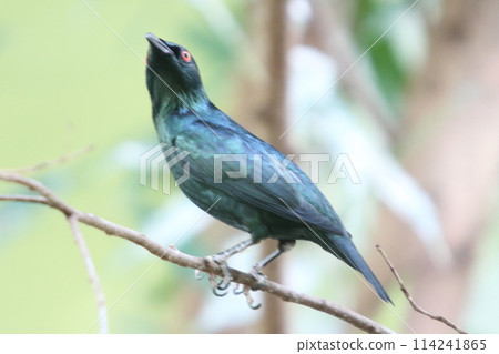 Malaienstar Asian glossy starling (Aplonis panayensis) Malaienstar Asian glossy starling (Aplonis panayensis) 114241865