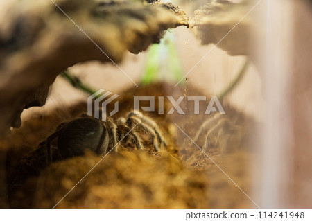 Mexican Red Knee Tarantula Juvenile Size Spider 114241948