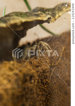 Mexican Red Knee Tarantula Juvenile Size Spider 114241949