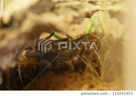 Mexican Red Knee Tarantula Juvenile Spider Molting 114241953