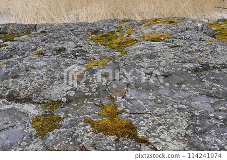 moss and lichen on granite rock 114241974