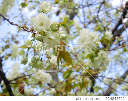 藍天映襯下的綠色櫻花，五井黃櫻 114242311