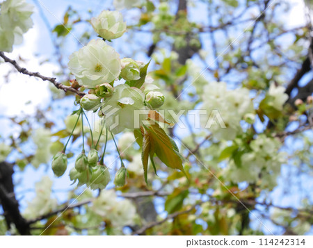 藍天映襯下的綠色櫻花，五井黃櫻 114242314