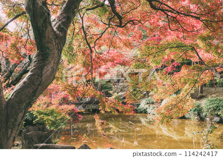 Autumn leaves at Oyama Green Park in Takahama City 114242417
