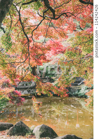 Autumn leaves at Oyama Green Park in Takahama City Autumn leaves at Oyama Green Park in Takahama City 114242426