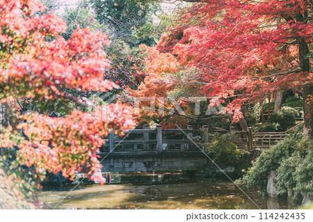 Autumn leaves at Oyama Green Park in Takahama City Autumn leaves at Oyama Green Park in Takahama City 114242435