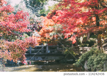 高濱市大山綠地公園的秋葉 高濱市大山綠地公園的秋葉 114242436
