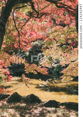 Autumn leaves at Oyama Green Park in Takahama City Autumn leaves at Oyama Green Park in Takahama City 114242447